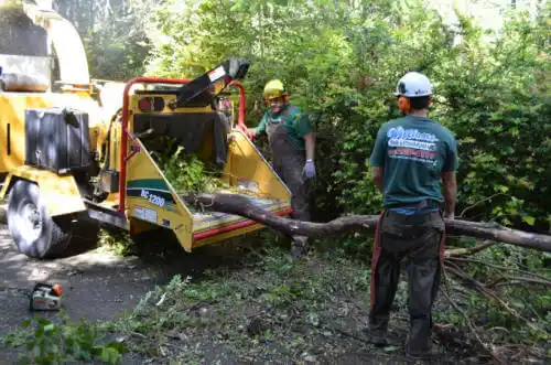 tree services Elaine